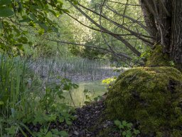 Talweiher - Annika Berger Müller